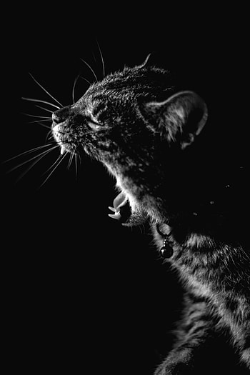 Animals, Cat, Pet, Bw, Chb, Zev, Throat HD phone wallpaper