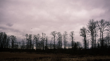 Nature, Trees, Grass, Field, Mainly Cloudy, Overcast HD wallpaper