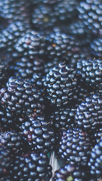 Blackberries, Stunning HD phone wallpaper