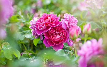 purple roses, , buds, macro, bokeh, purple flowers, roses, blurred backgrounds, beautiful flowers, backgrounds with roses, purple buds HD wallpaper