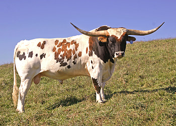 High res T 7060, Longhorn cattle , Cattle , Longhorn HD wallpaper