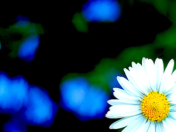 Fresh, , flower HD wallpaper