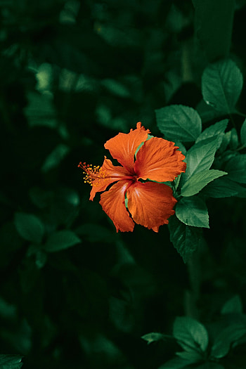Cute hibiscus, Pinterest inspiration, Stunning flowers, Natural charm HD phone wallpaper