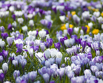 White and purple, purple, white, field, nature, flowers, sunny day, spring, beauty HD wallpaper