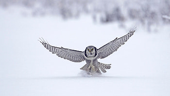 Owl In Snow, owl, snow, birds HD wallpaper