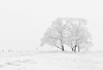Snow-covered trees in a peaceful winter landscape under a bright sky. HD wallpaper