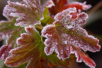 Frosty Autumn Leaves, winter, frost, leaves, autumn, ice HD wallpaper