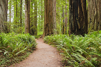 Redwood National Park, Natural beauty in California, Travel destination, Landscapes to discover HD wallpaper