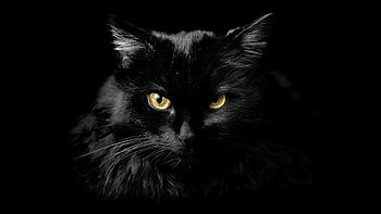 Closeup View Of Dark Black With Yellow Eyes Cat In Dark Background Cat HD wallpaper