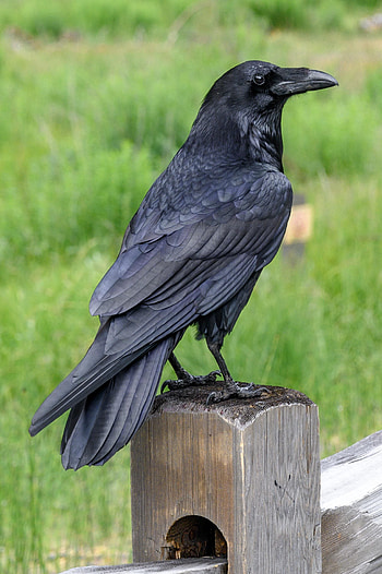 Crows and ravens, Majestic birds, Black beauty, Avian marvel HD phone wallpaper
