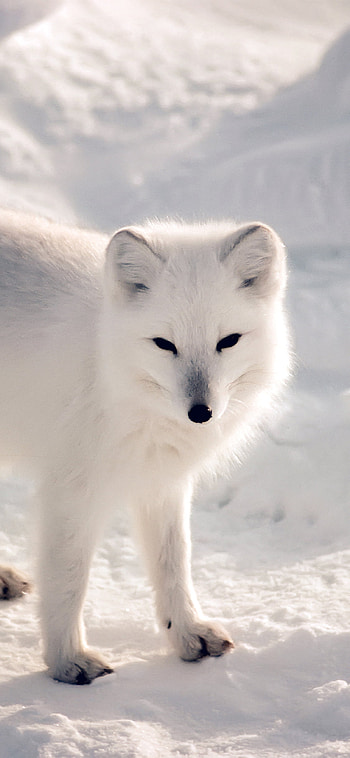 Cute arctic fox, Adorable , Playful nature, Arctic charm HD phone wallpaper