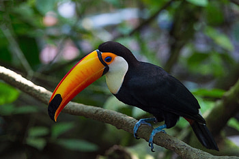 Toucan, background, Striking visual appeal, Nature's marvel HD wallpaper