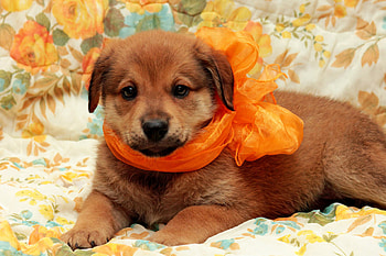 Cute puppy , Huawei Nexus 6P, Playful companions, Adorable HD wallpaper