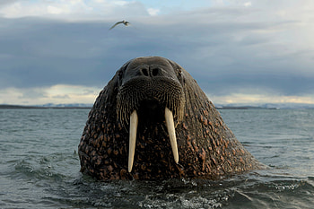 Week's featured animal, Svalbard encounter, Travel graphy, Arctic wildlife HD wallpaper