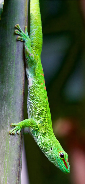 Gecko, Unique , Eye-catching reptile HD phone wallpaper