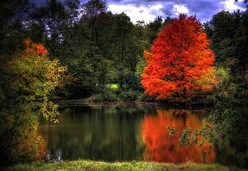 Red Tree, beautiful, , tree, red HD wallpaper