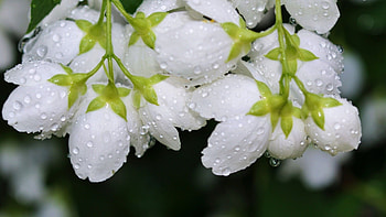 WHITE FLOWERS, white, stem, green, petals HD wallpaper