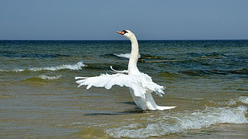 Animals, Sea, Waves, Horizon, Bird, Wings HD wallpaper