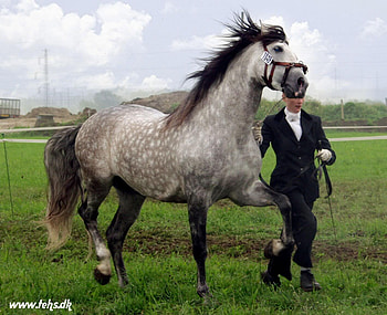 Great Grey, spanish, andalusian, horses, dappled grey, grey HD wallpaper