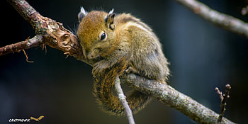 Chipmunk on branch, , Nature's perch, Kde store HD wallpaper