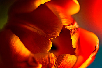 blooming, nature, flower HD wallpaper