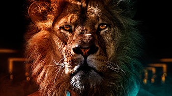 Tiger Face Man , tiger, artist, artwork, digital-art, manipulation HD wallpaper