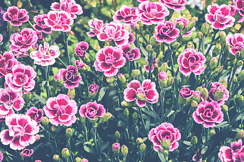 Bloom, flowers, pink flowers, meadow HD wallpaper