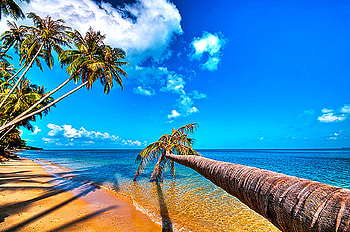 Fallen Palm, blue, sea, sand, palm, ocean, tree, beach HD wallpaper