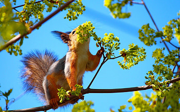 Animals, Squirrel, Flowers, Wood, Tree, Branch HD wallpaper