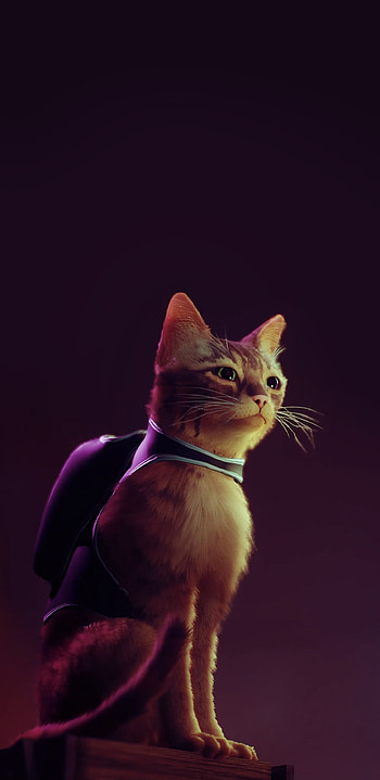 Stray game, Monocle-wearing cat, Unique , Cat with monocle HD phone wallpaper