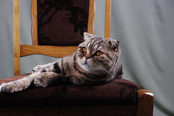 Sitting Pretty II, amber eyes, chair, scottish fold, cat, feline HD wallpaper