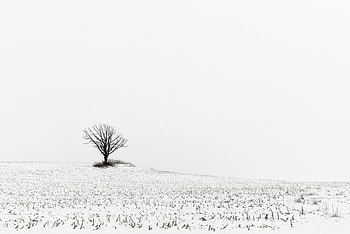 Winter, Nature, Snow, Wood, Tree, Field HD wallpaper