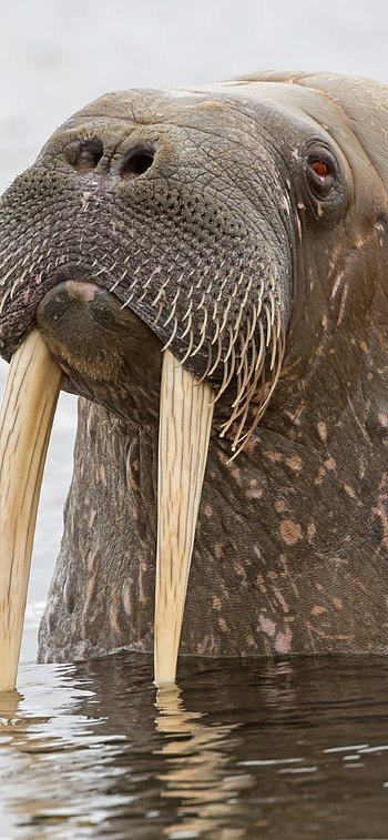 Best walrus , High-definition , Mobile backgrounds, Stunning visuals HD phone wallpaper