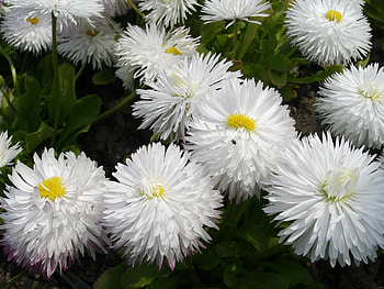 Flowers, Close-Up, Greens, Snow White, Daisies HD wallpaper