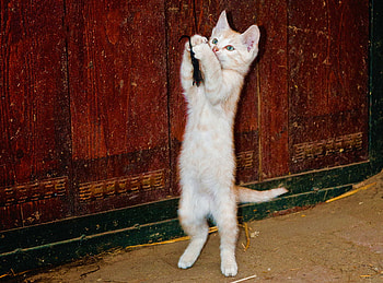 Sweet white Kitty, sweet, cats, white, animals HD wallpaper