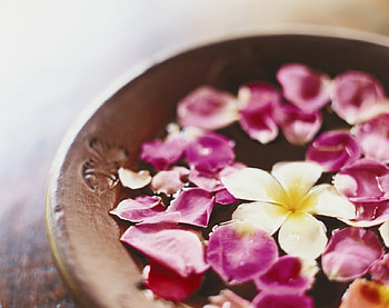 Spa, plumeria, pink, petals, flower, white plumeria, flowers, petal HD wallpaper
