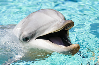 Jaw, Dolphins HD wallpaper