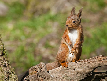 Animals, Squirrel, Animal, Paws, Log HD wallpaper
