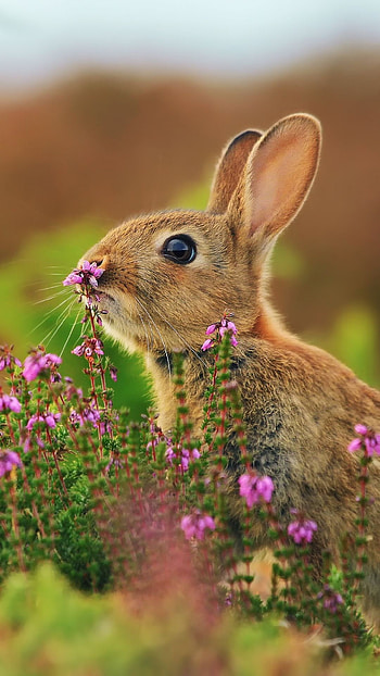 Bunny, Rabbit with flowers, Sony Xperia , Beautiful animals HD phone wallpaper