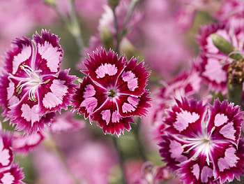 Flowers, Lilac, Decorative, Carnation HD wallpaper