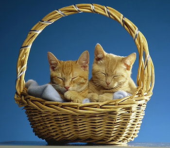 Kittens, blue, kitten, cute, cat, orange, ginger, pisica, basket, couple HD wallpaper