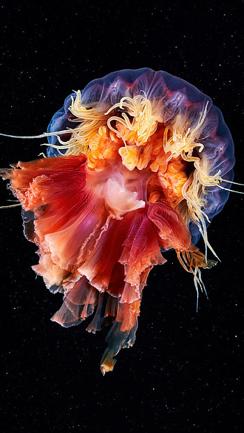Jellyfish , Cyanea capillata, Majestic animals, Striking beauty HD phone wallpaper