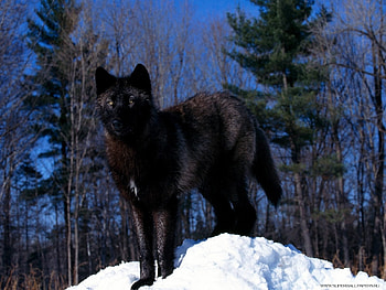 Animals, Wolfs HD wallpaper
