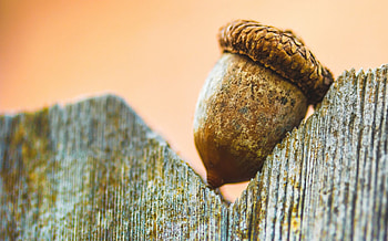 Acorn, autumn, fruit, wood HD wallpaper