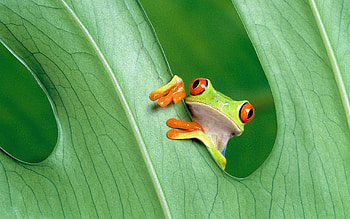 Beautiful tree frog, Vibrant red-eyed frog, Nature's marvels, access HD wallpaper