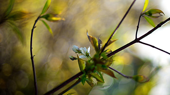 Background, Leaves, Macro, Blur, Smooth, Branch HD wallpaper