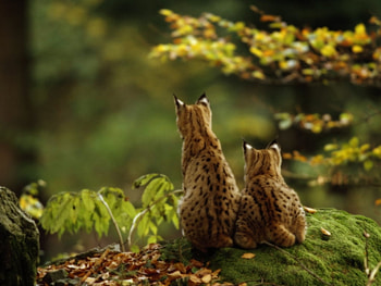 Cheetah, animal, grass, cat HD wallpaper