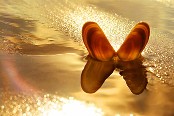 Butterfly shell, golden, shells, sunlight, beautiful, sea shells, beach, reflection, rainbow, water, bronze, ocean HD wallpaper