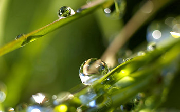 Grass, Drops, Macro, Sheet, Leaf, Dew HD wallpaper