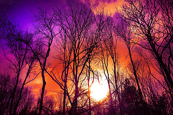 Pink skyline, tree, sky, sunset, autumn, nature HD wallpaper